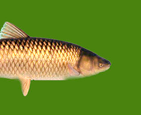 Grass carp
