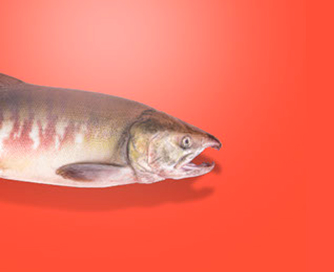 Pink salmon
