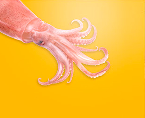 Squid HOG