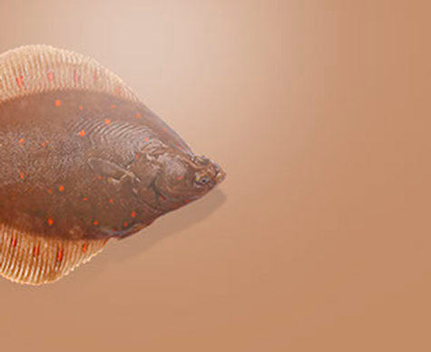 Flounder