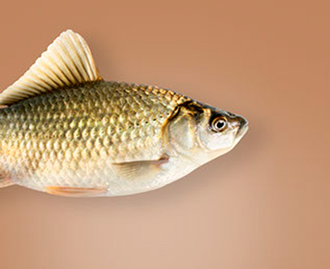 Crucian carp