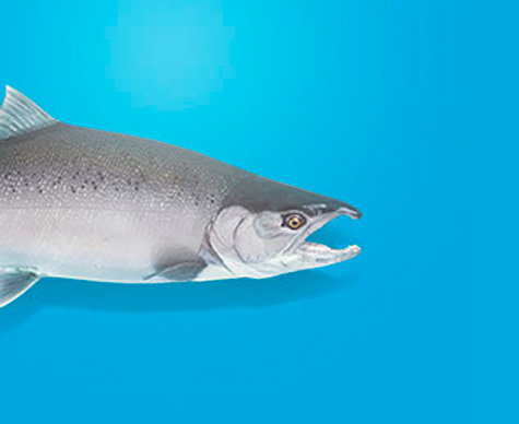 Chum salmon