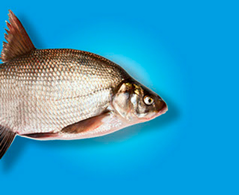 Bream