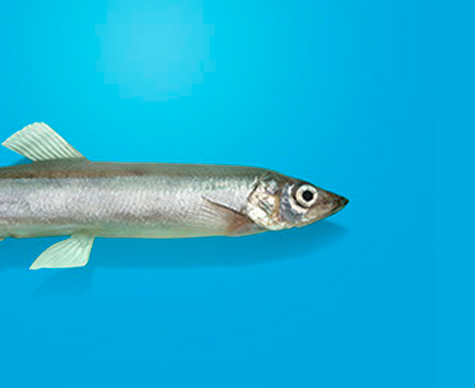 Capelin