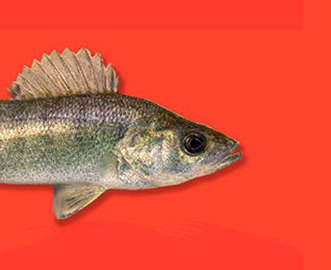 Perch