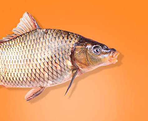 Carp
