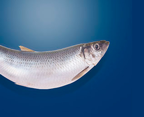 Herring