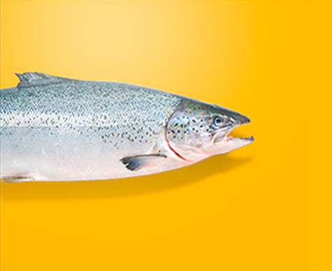 Salmon