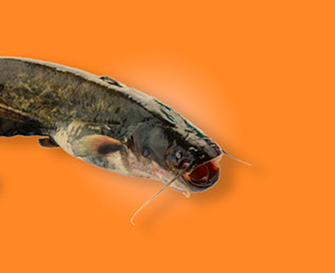 Catfish