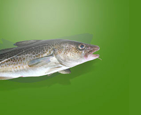 Cod