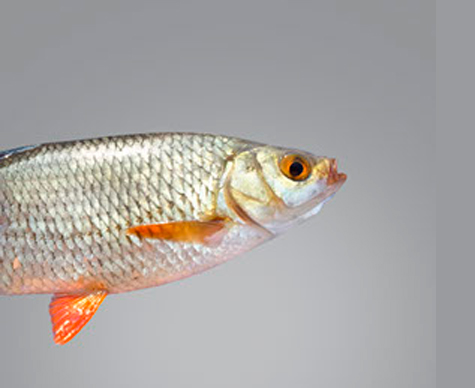 Caspian roach